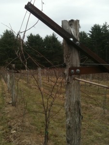 Modified Geneva Double Curtain - Hid-In-Pines Vineyard