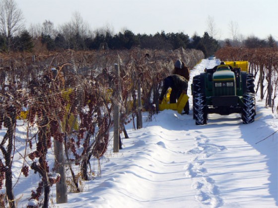 Niagara ice wine harvest... from 2009