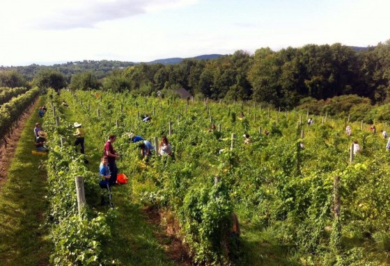 2013 seyval blanc harvest and Benamarl Winery