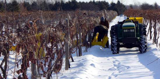 Lenn_ICEWINE09_02