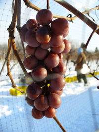 Lenn_ICEWINE09_01