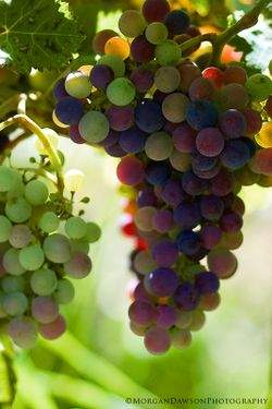 GrapeCluster©MorganDawsonPhotography