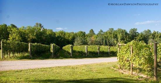 SeptemberVineyard©MorganDawsonPhotography