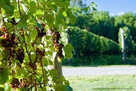 GrapesOnVine©MorganDawsonPhotography