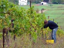 Frwpinot09harvest02