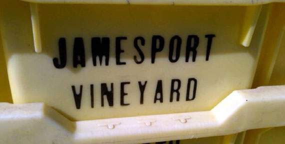 Jamesport-vineyards-harvest