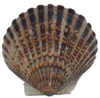 Bay_scallop