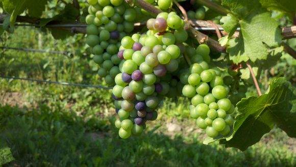 Hobbithollow_verasion