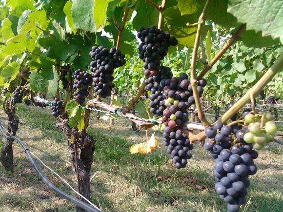 Pnverasion2