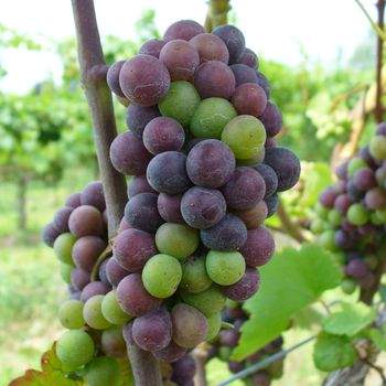 Verasion2010pinotFRW