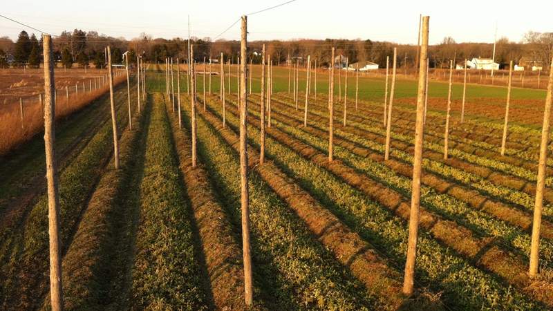 Condzella Hops Unites L.I. Farmers and Local Breweries project video thumbnail