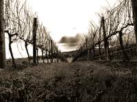 Winter_vineyard