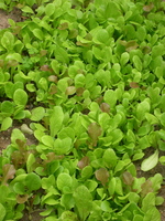 Garden_lettuce