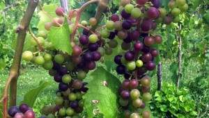 baco-veraison