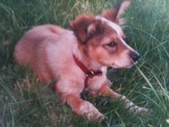 Mitchell as a puppy