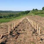 Gamay vines being planted at Whitecliff Vineyard's new site in Hudson, NY