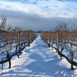 winter-wine-country